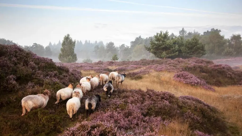 Mais antigo que os dólmens: 4 factos surpreendentes sobre o carneiro da charneca de Drenthe