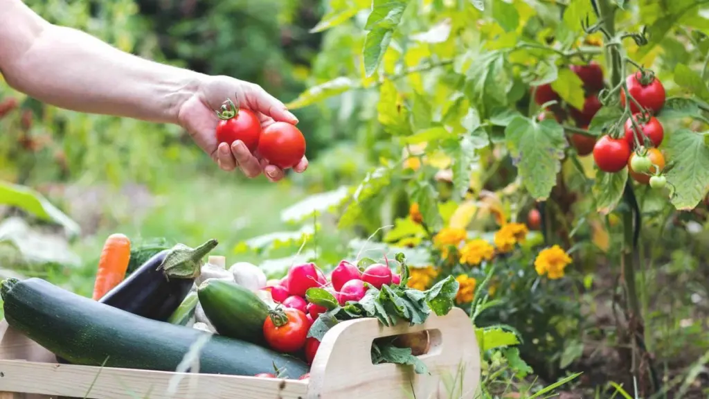 Cultivar os próprios legumes ou comprar no supermercado? O que é realmente mais saudável