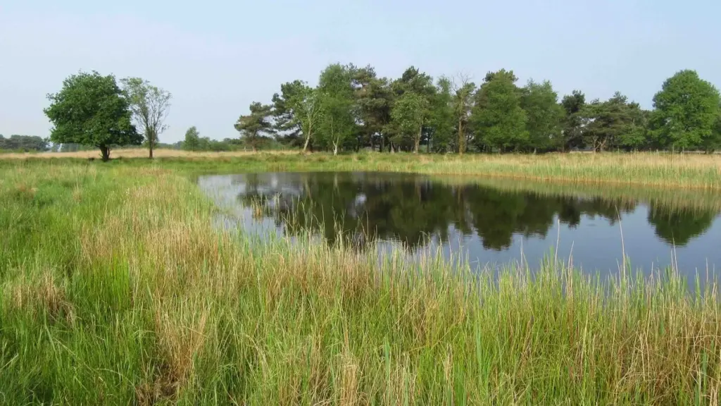 Caminhar pela natureza selvagem da Frísia: por que você vai querer descobrir a Delleboersterheide hoje